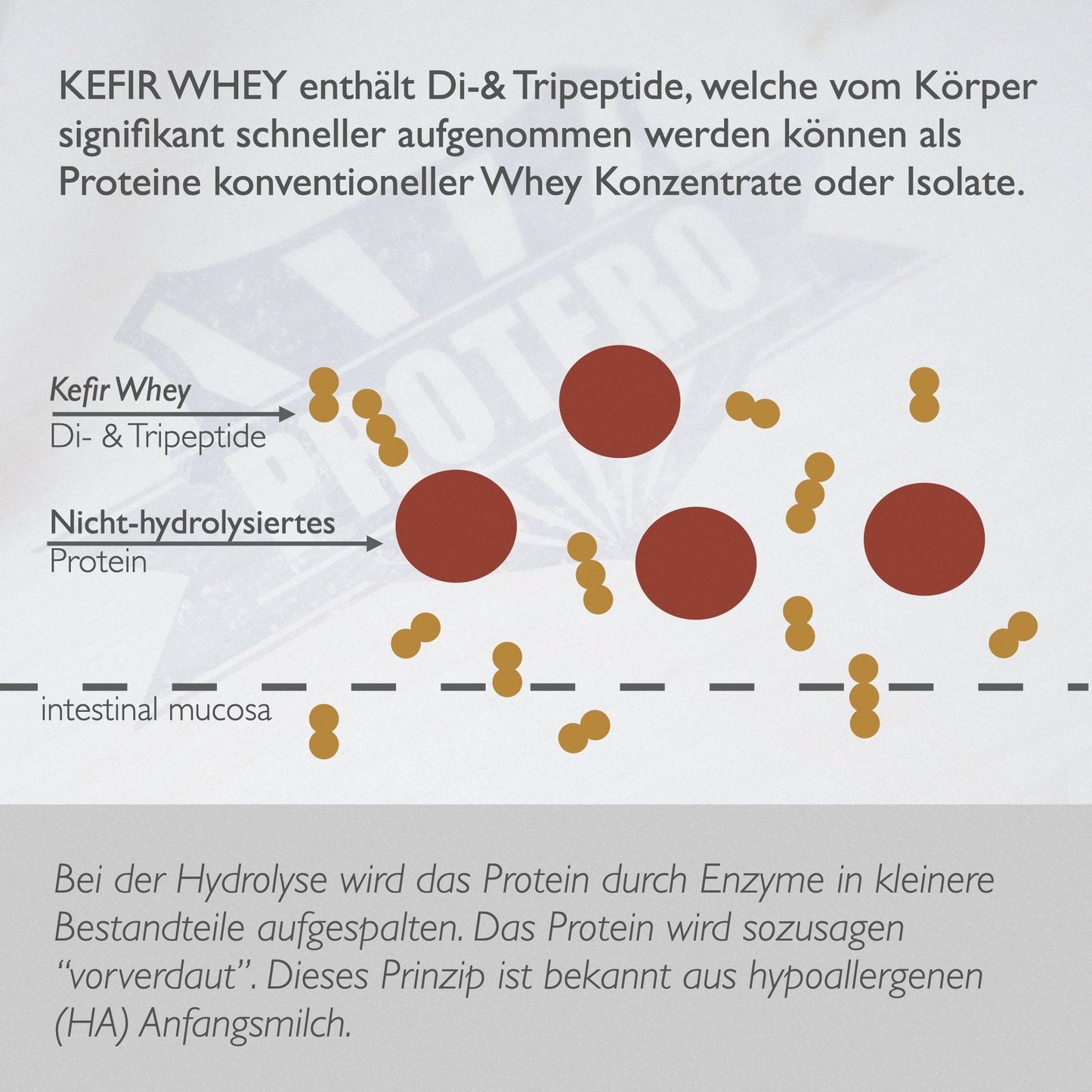 Kefir Whey - Proteine idrolizzate