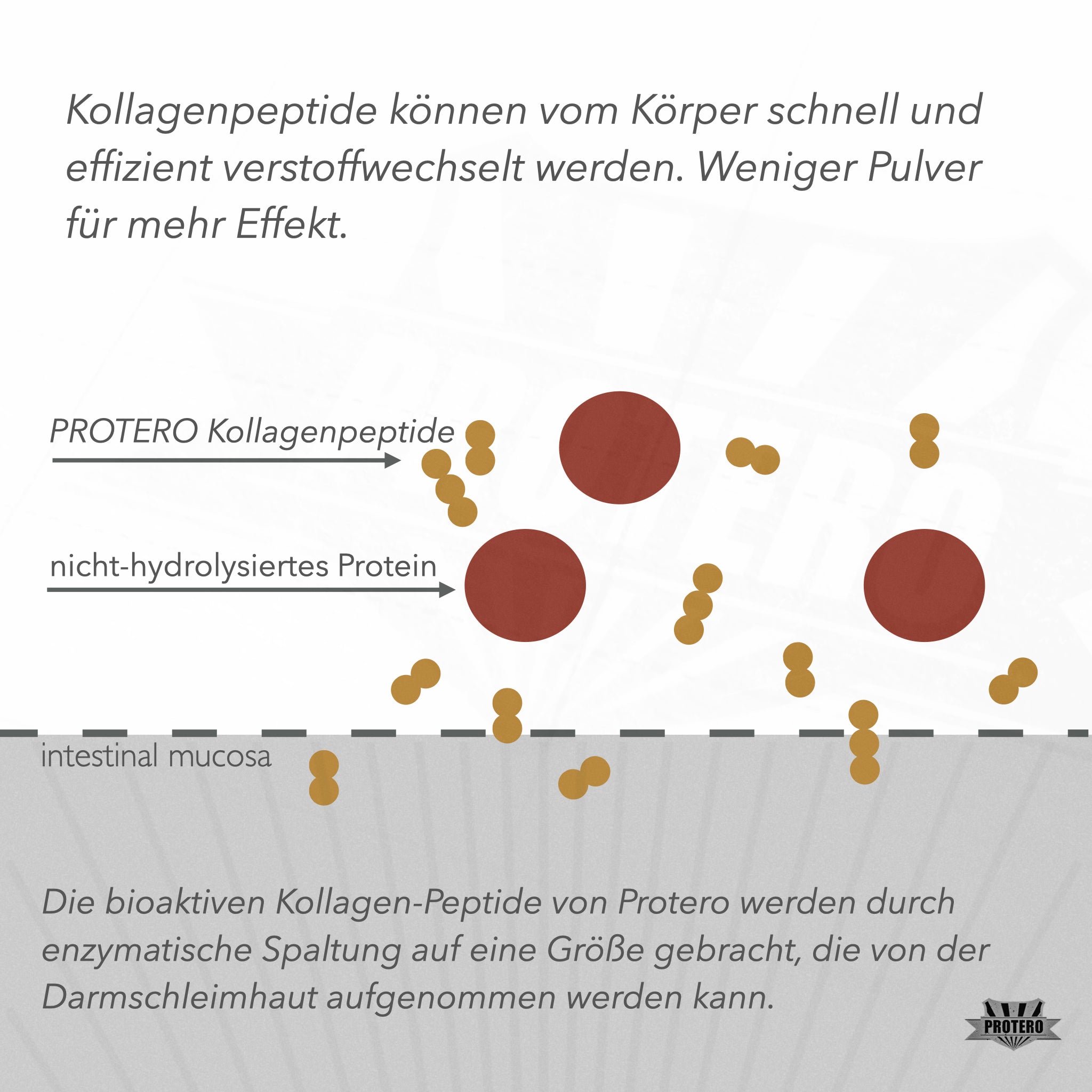 Peptide di collagene alimentato a erba | Idrolizzato bioattivo originale Solugel